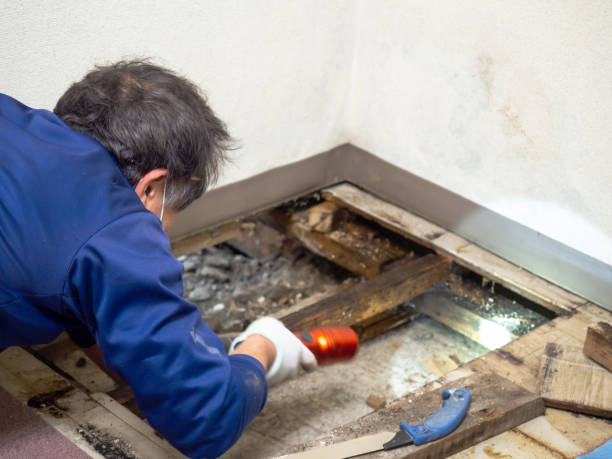 Best Same-Day Mold Removal  in Forest, VA