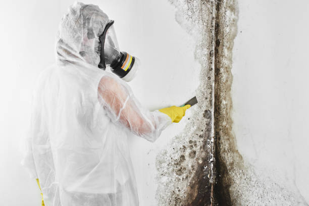 Best Black Mold Removal  in Forest, VA