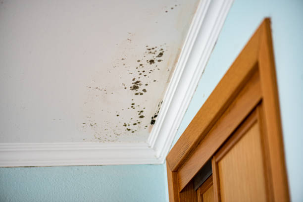 Best Mold Remediation Experts  in Forest, VA