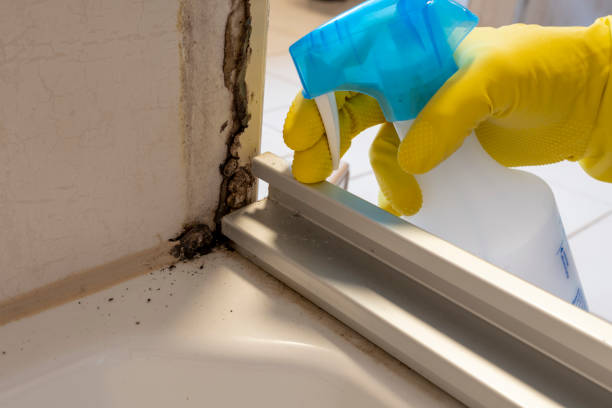 Best Local Mold Removal Service  in Forest, VA