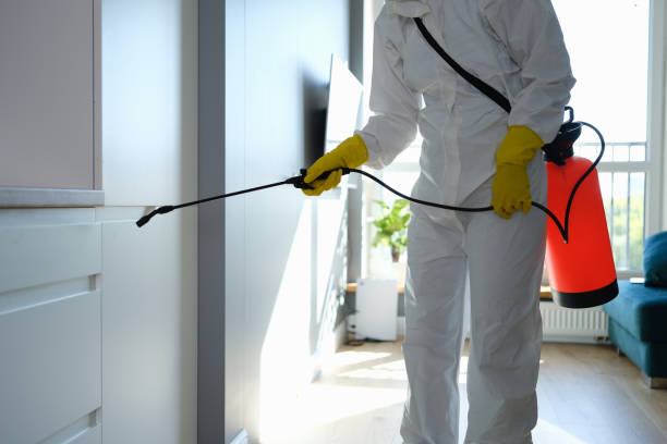 Trusted Forest, VA Mold Removal Experts