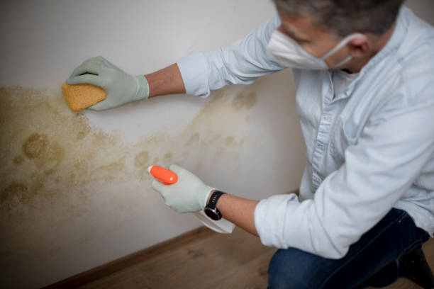 Best Mold Testing  in Forest, VA