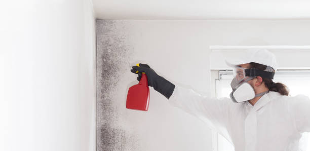 Home Mold Removal in Forest, VA