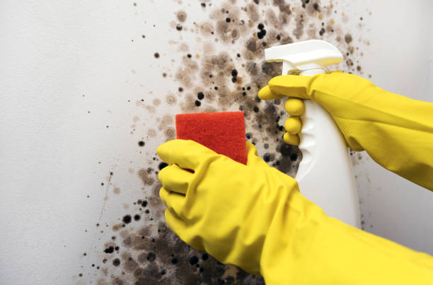 Best Mold Removal Near Me  in Forest, VA