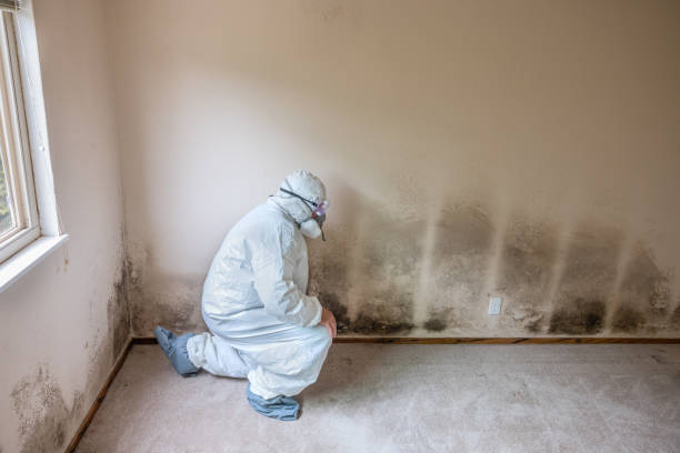 Best Best Mold Removal Companies  in Forest, VA