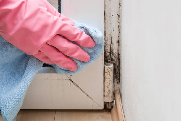 Best Mold Damage Repair  in Forest, VA