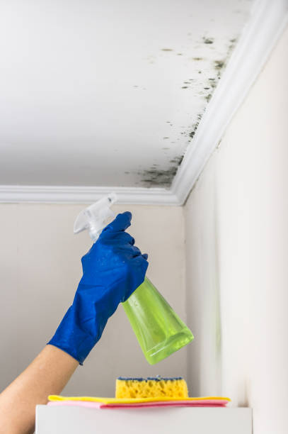 Best Mold Remediation Services  in Forest, VA